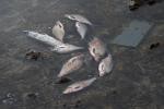 Zsilipzárás után rengeteg hal vergődött a száraz Sió-mederben